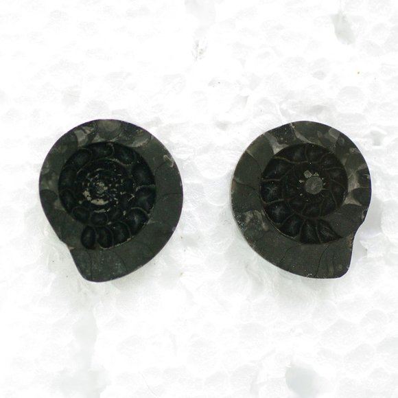 Black Fossil Post Earrings from Ireland - Picture 1 of 5